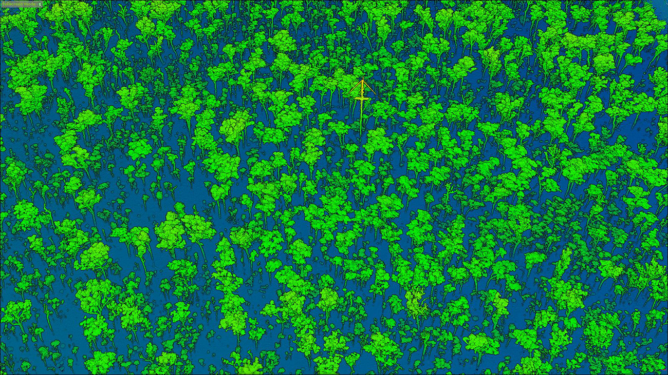 lidar trees from above